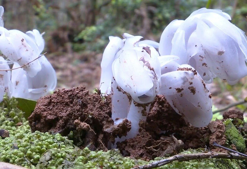 大别山里发现神奇仙草