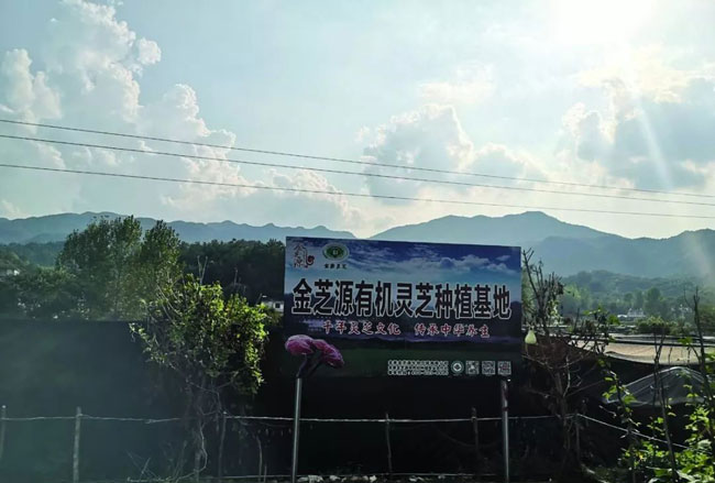 金寨灵芝基地