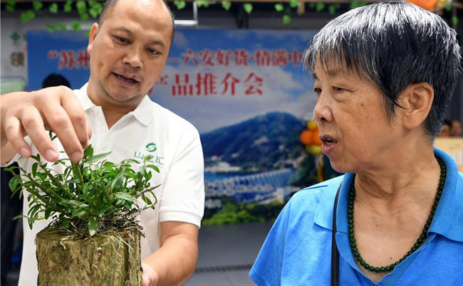 大别山灵芝